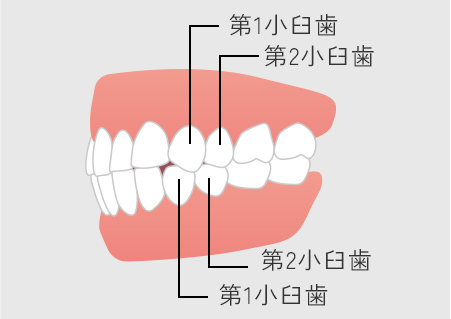小臼歯の重要性